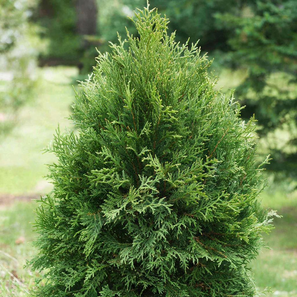 Изумрудная мантия вашего сада: всё о туях от выбора до триумфа